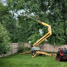 How Our Tree Care Process Works  in  Seymour, MO