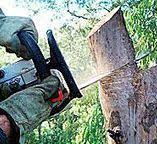Best Arborist Consultation Services  in Seyur, MO