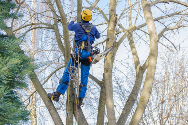 Seasonal Cleanup (Spring/Fall) in Seymour, MO
