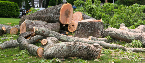 Best Tree and Shrub Care  in Seyur, MO