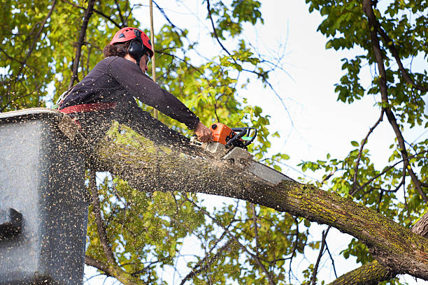 Best Aeration Services  in Seyur, MO